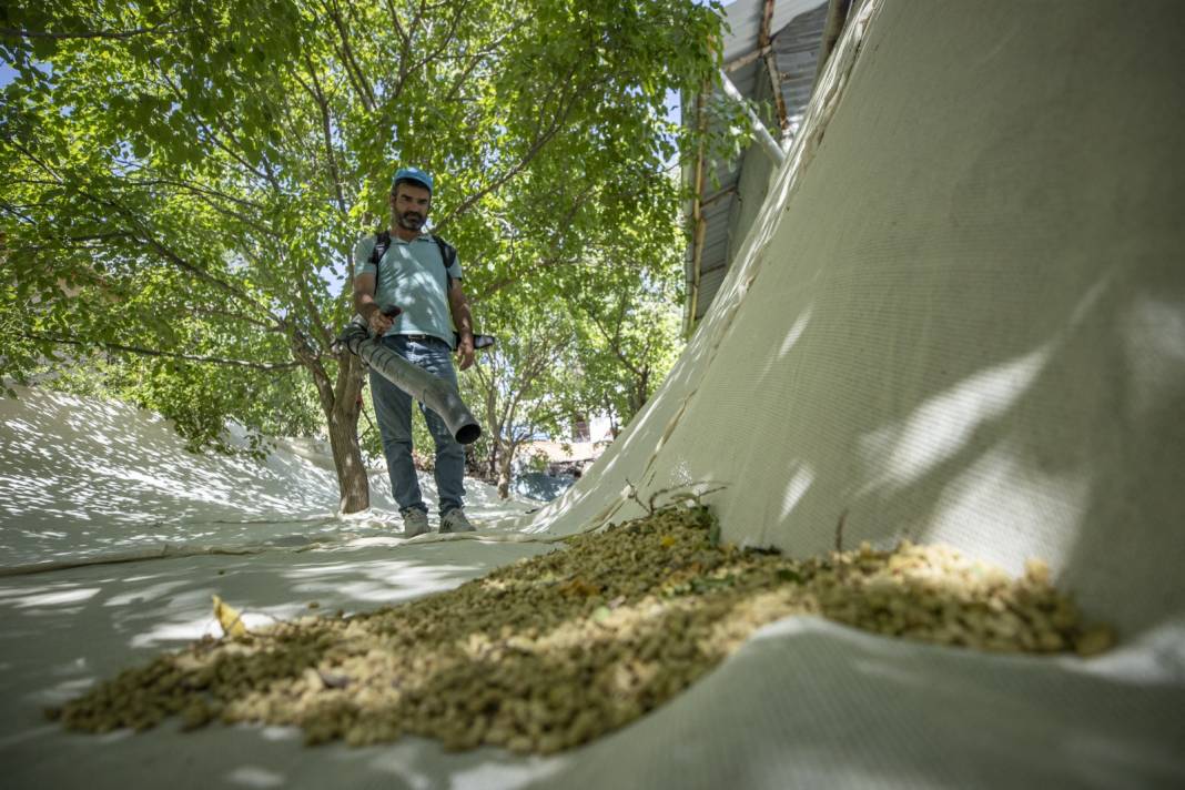 Tunceli'de Hasadı Çok Bereketli Başladı: 500 Ton Rekolte Bekleniyor 1